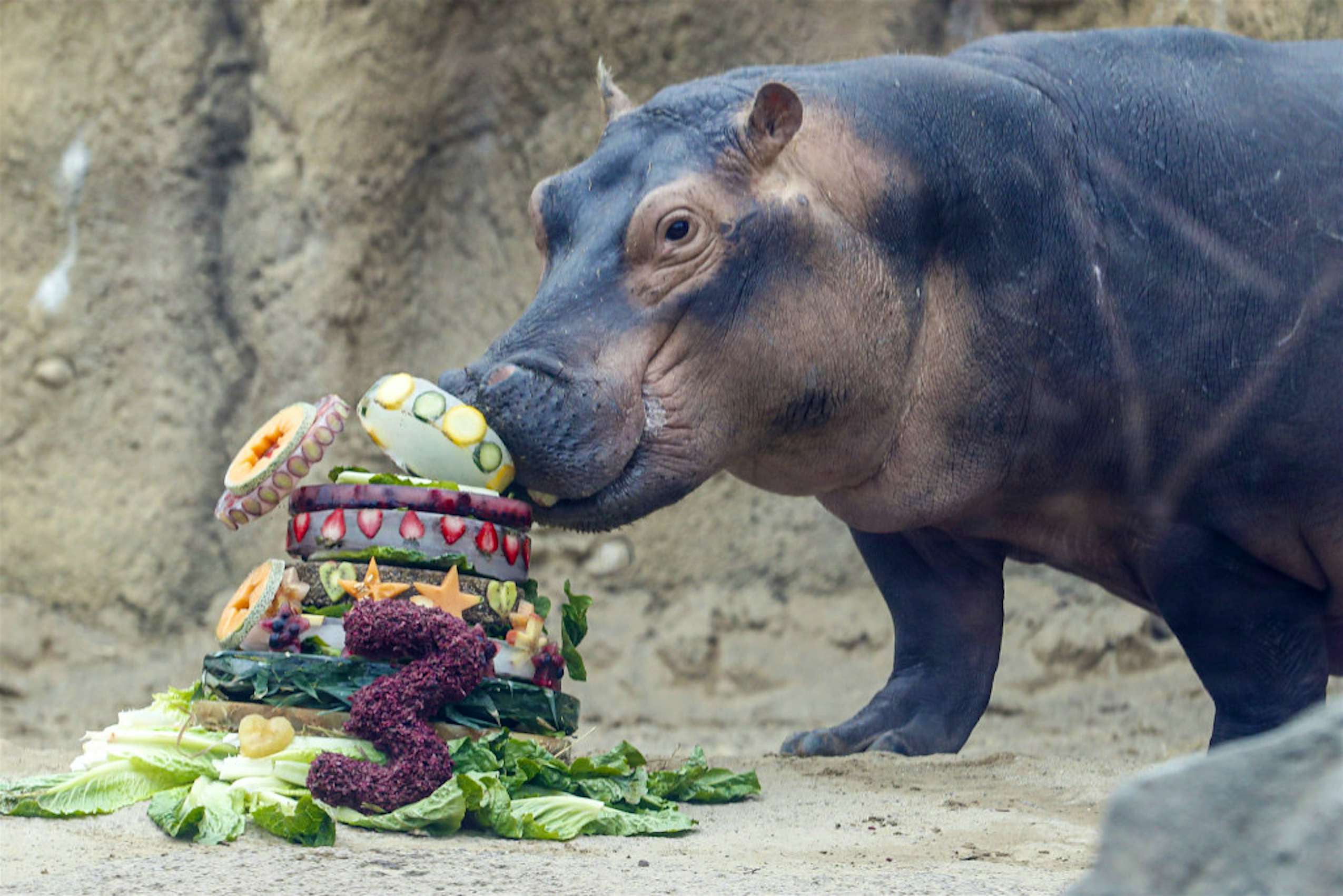 Enjoy Cincinnati Zoo’s Fiona the hippo online from the comfort of your